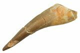 Fossil Plesiosaur (Zarafasaura) Tooth - Morocco #297981-1